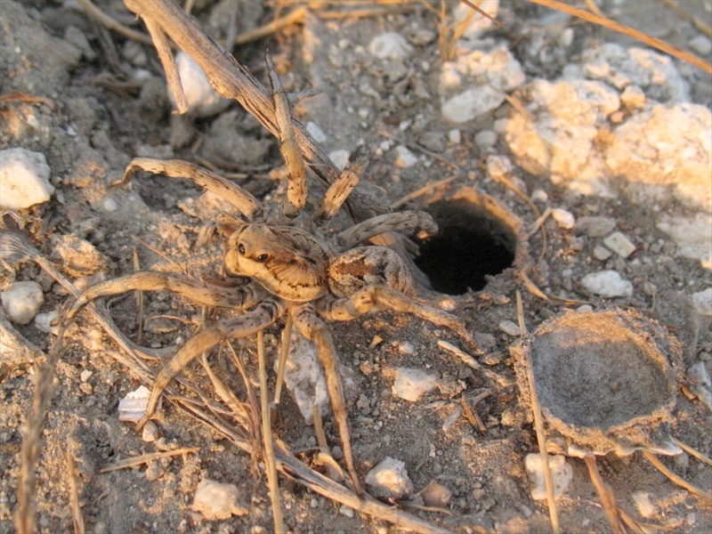 Allocosa oculata - Sud Sardegna (CA)